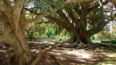 Place Tropical Botanical Garden