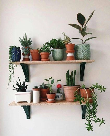 🌵