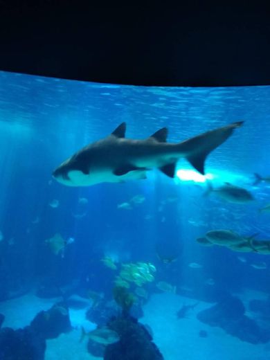 Oceanário de Lisboa