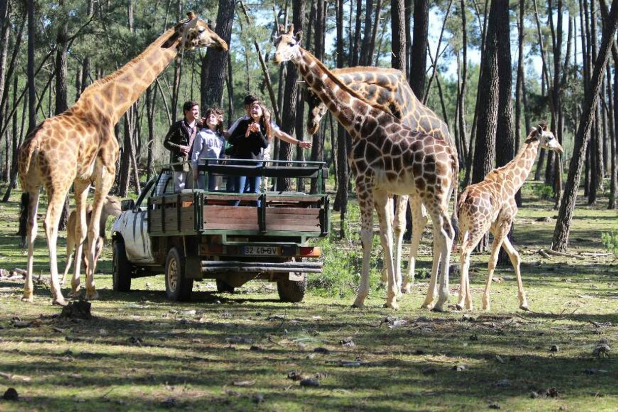 Lugar Badoca Safari Park