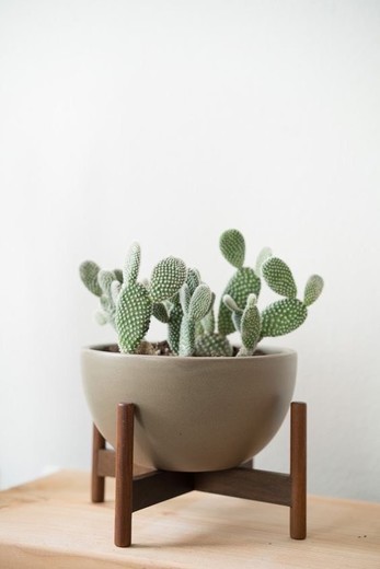 🌵