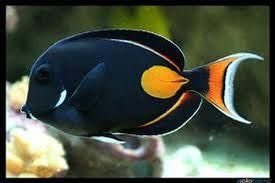 Producto Achilles Tang