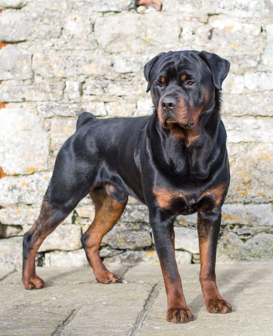 Moda Rottweiler