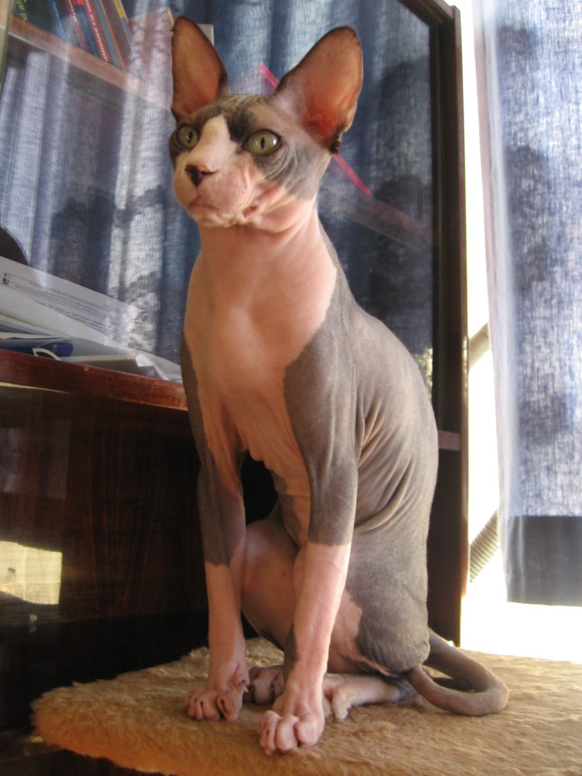 Moda Sphynx