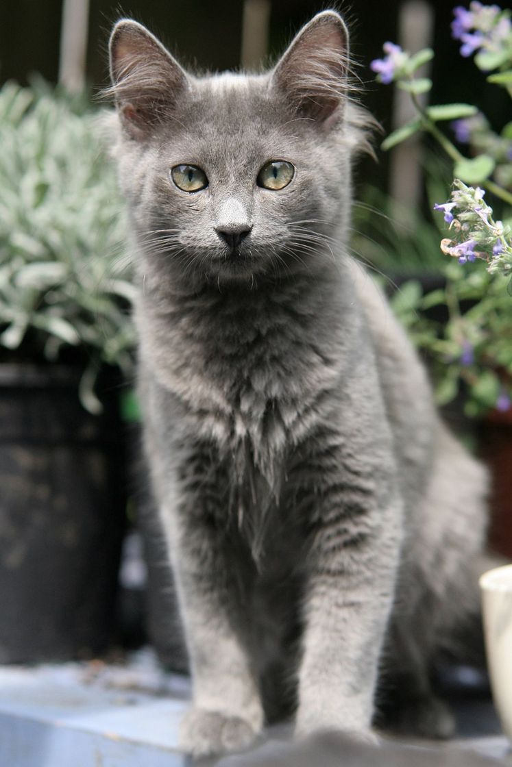 Fashion Nebelung