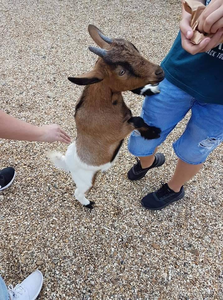 Melsop Farm Park