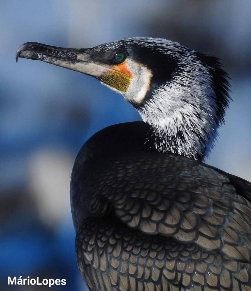 Fashion Corvo-marinho (Phalacrocorax carbo) 