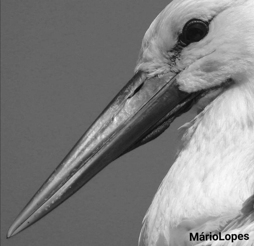 Fashion Cegonha-branca (Ciconia ciconia)