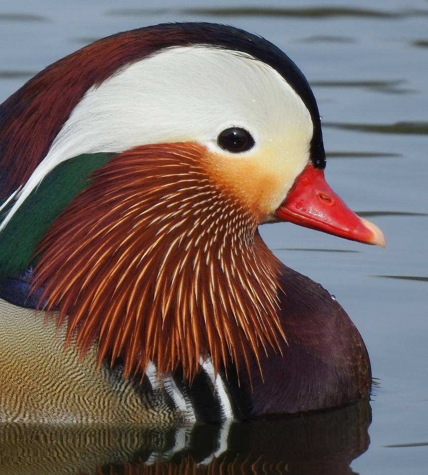 Fashion Pato-mandarim (Aix galeniculata)