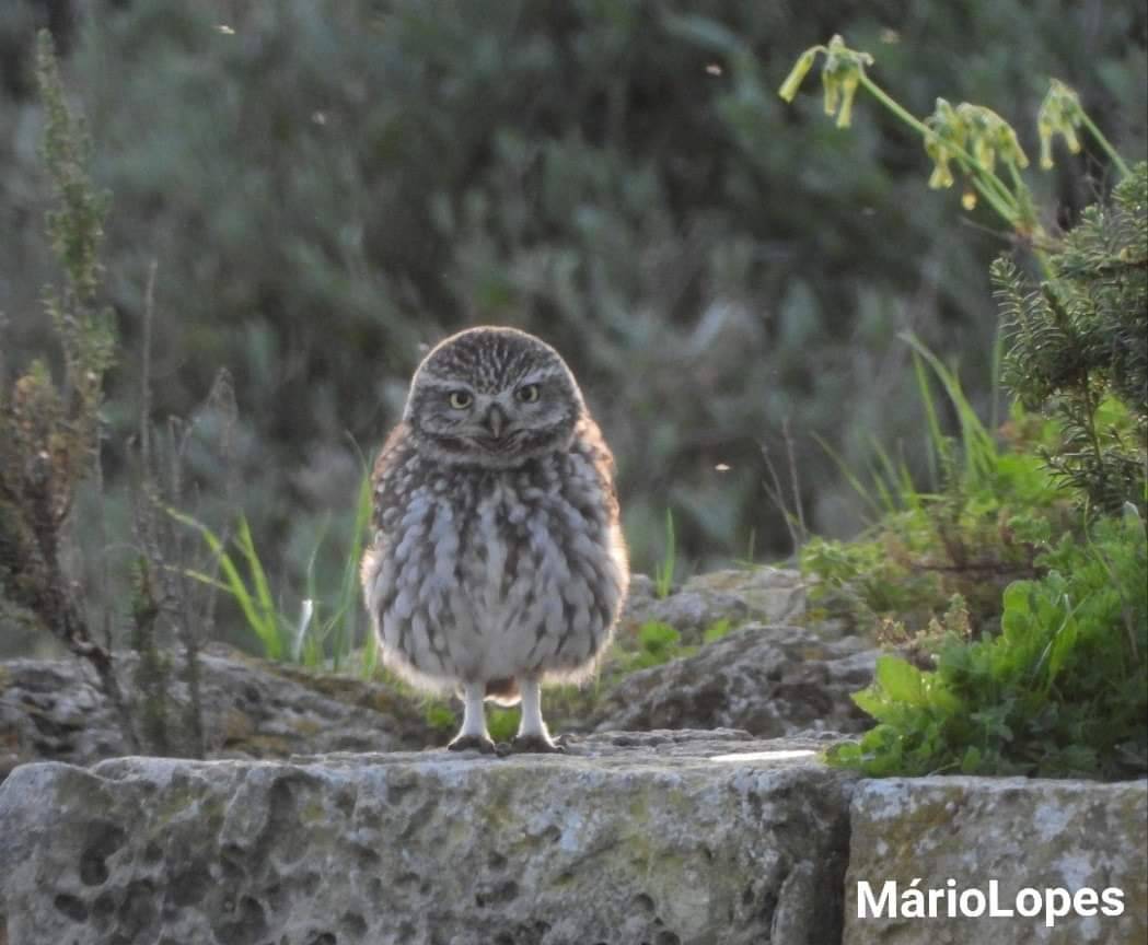 Fashion Mocho-galego (Athene noctua)