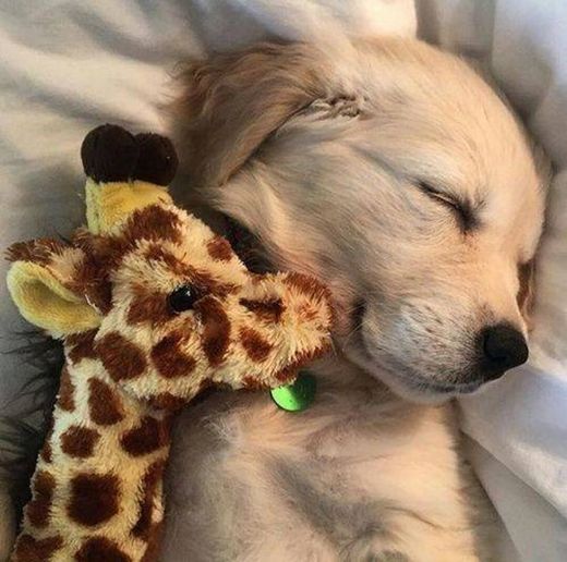 doguinho dormindo com girafa! 