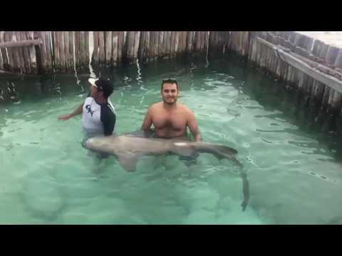 Moda Nado con tiburones en Isla Mujeres, Cancún (Diciembre 2017 ...