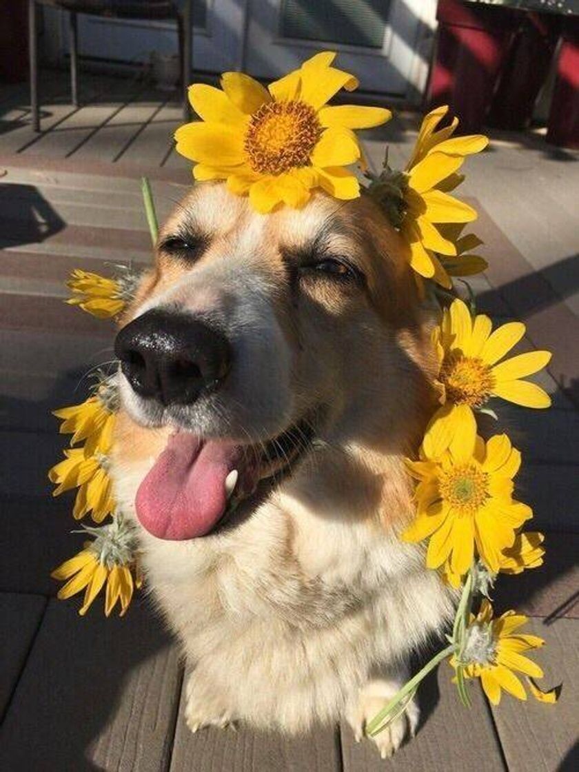 Fashion Doguinho 🌻