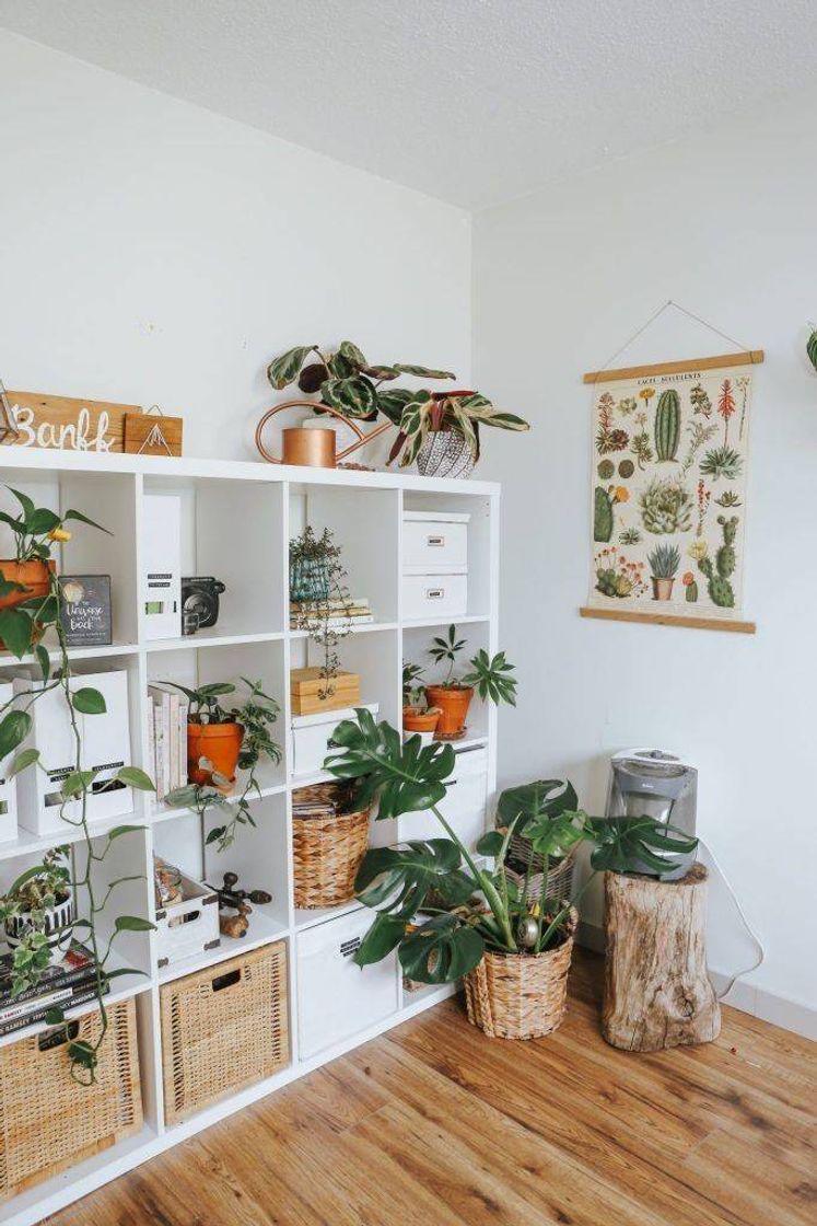 Moda Decoração com plantas. 