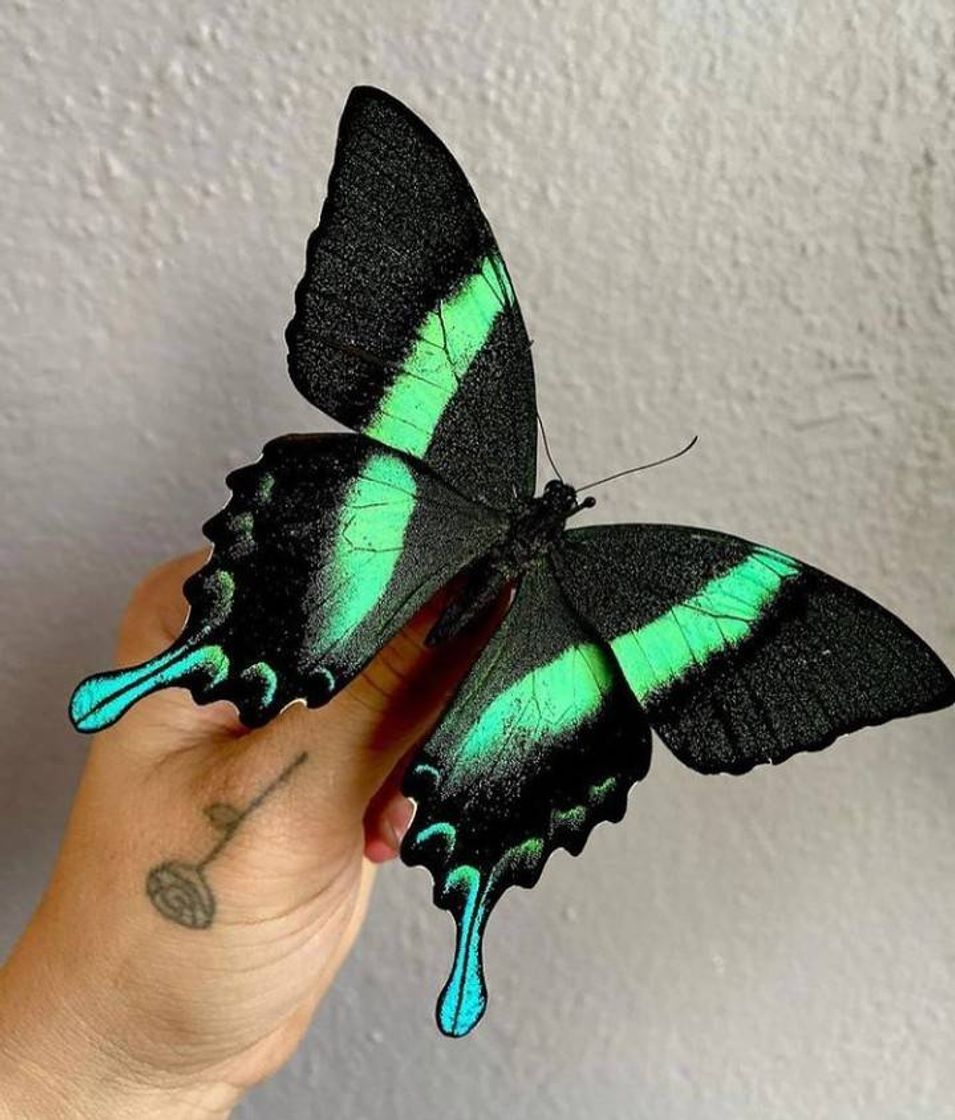 Moda 🦋🖤🦋