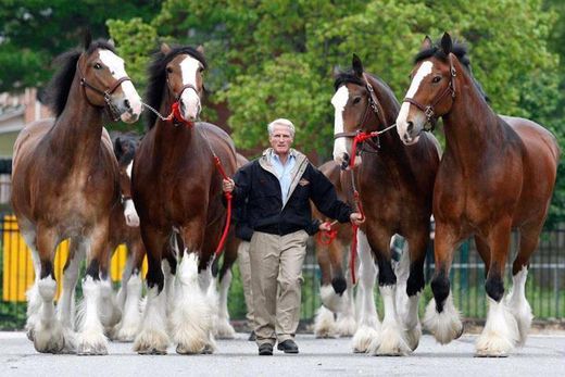 Clydesdale, the biggest breed of horses in the world