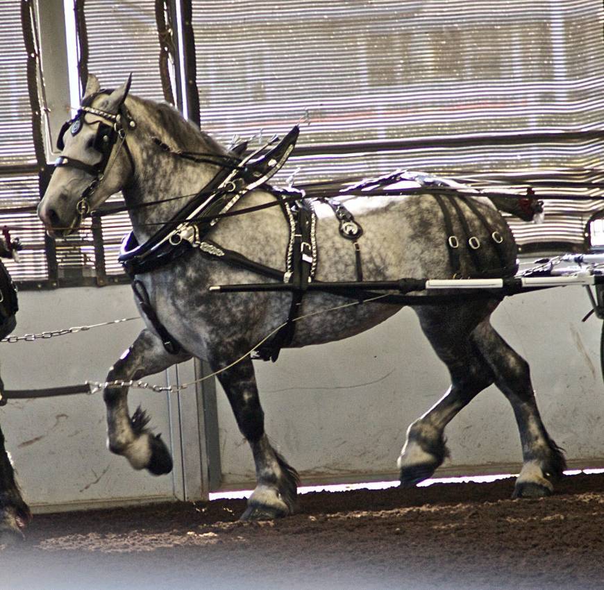 Moda Percheron, the farm boy from France