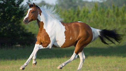 Paint horse, the mustang brother but prettier😅