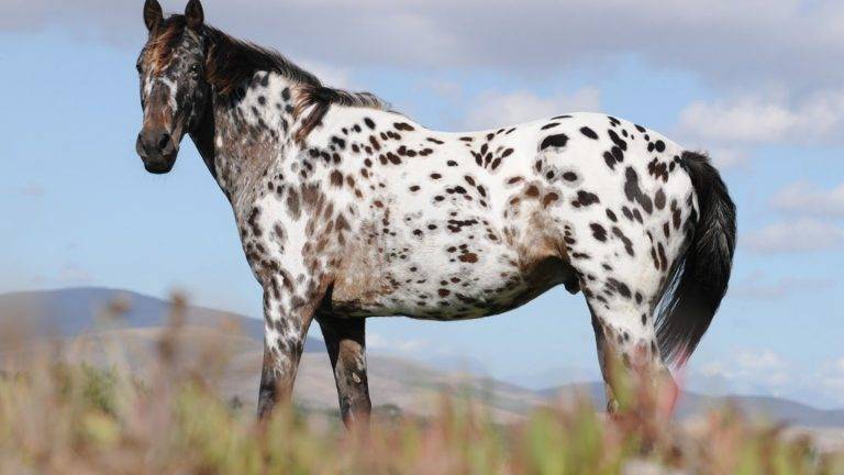 Moda Appaloosa, another American boy (painted to😅) 