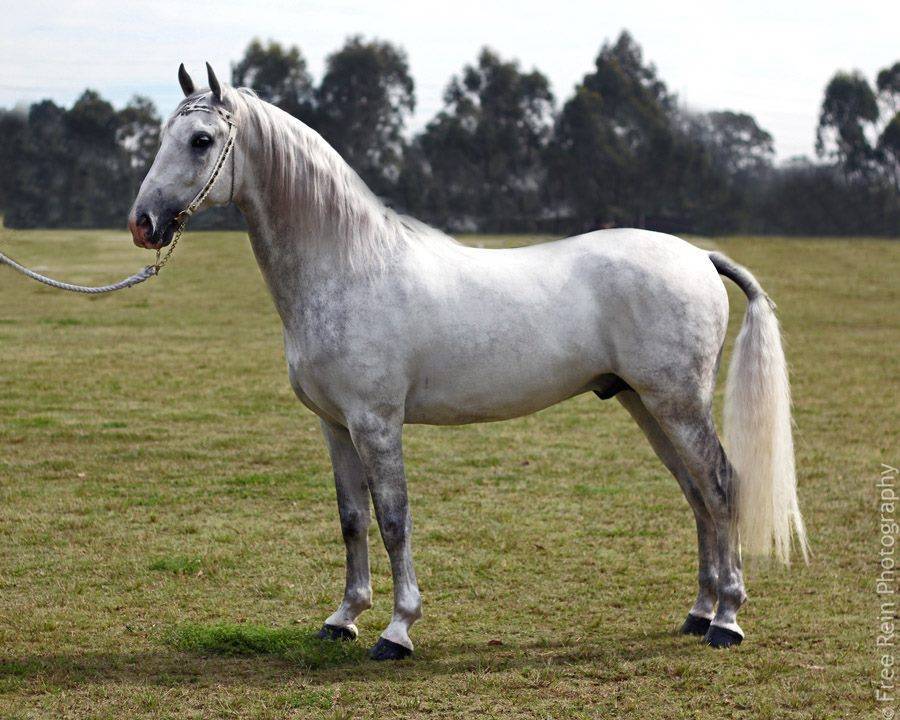 Fashion Lipizzan the most beautiful white horse (Russian) 