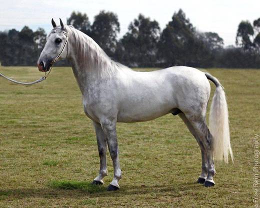Lipizzan the most beautiful white horse (Russian) 