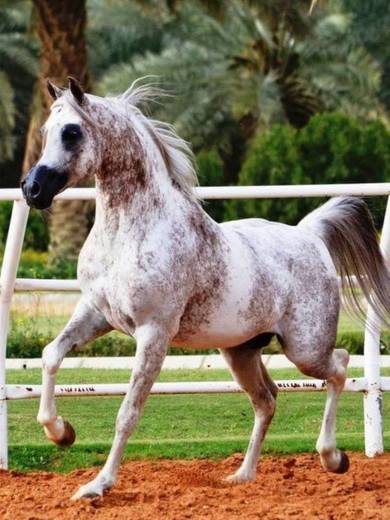 Árabes, os cavalos mais graciosos deste e do próximo mundo