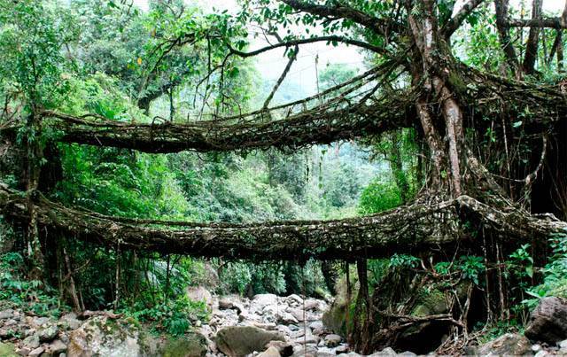 Pontes de raízes vivas