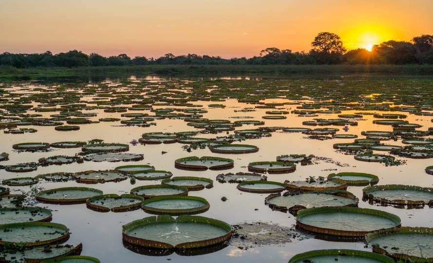 Fashion Pantanal - Brasil