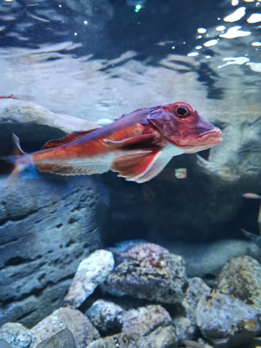 Lugar Acuario Sevilla