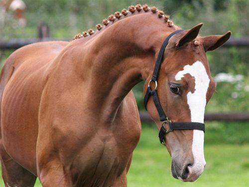 Fashion Warmblood Holandês, one of the best techniques for dressage