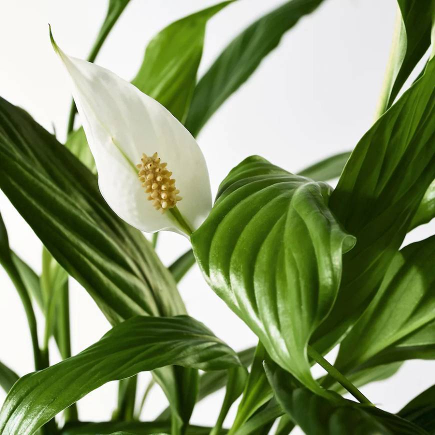 Producto Spathiphyllum