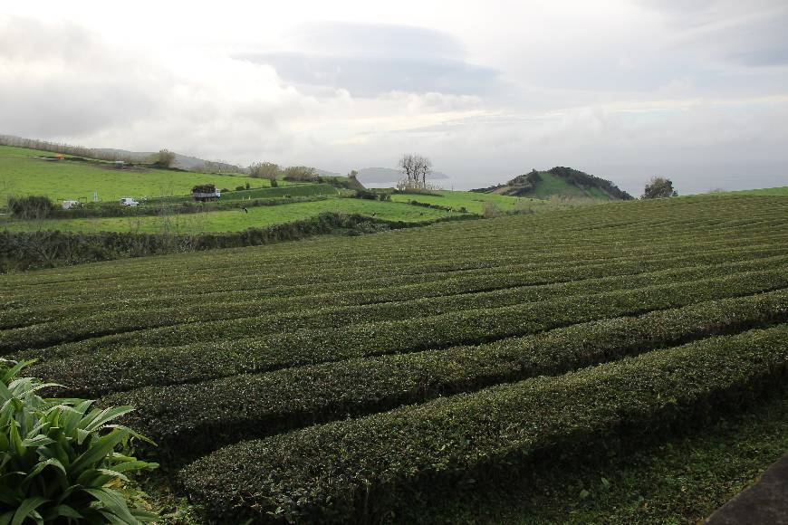 Lugar Chá Gorreana