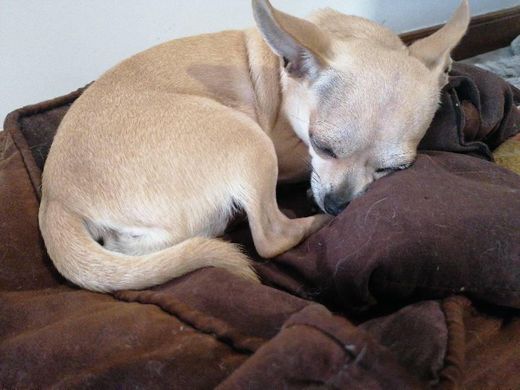 P & L Superior Pet Beds - camas para mascotas resistentes, rectangulares,
