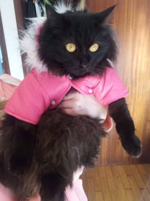 Social CLIN Pet Sweater Christmas Cute Pattern Costume Pet Ropa para Perros Fleece