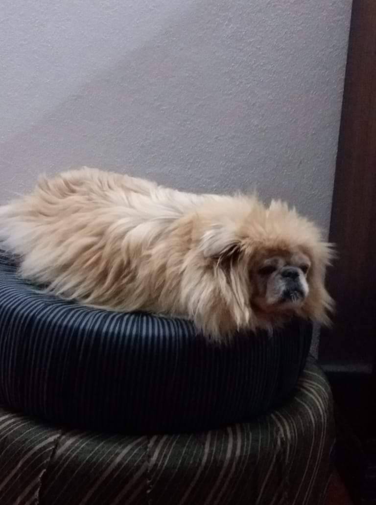 Social Adorel Atrezzo Fotografia per Bebé Recién Nacido León Amarillo