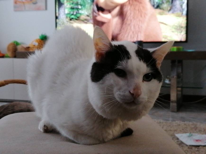 Social Intex 68579NP