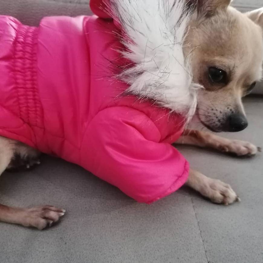 Lugar Idepet - Ropa para mascotas