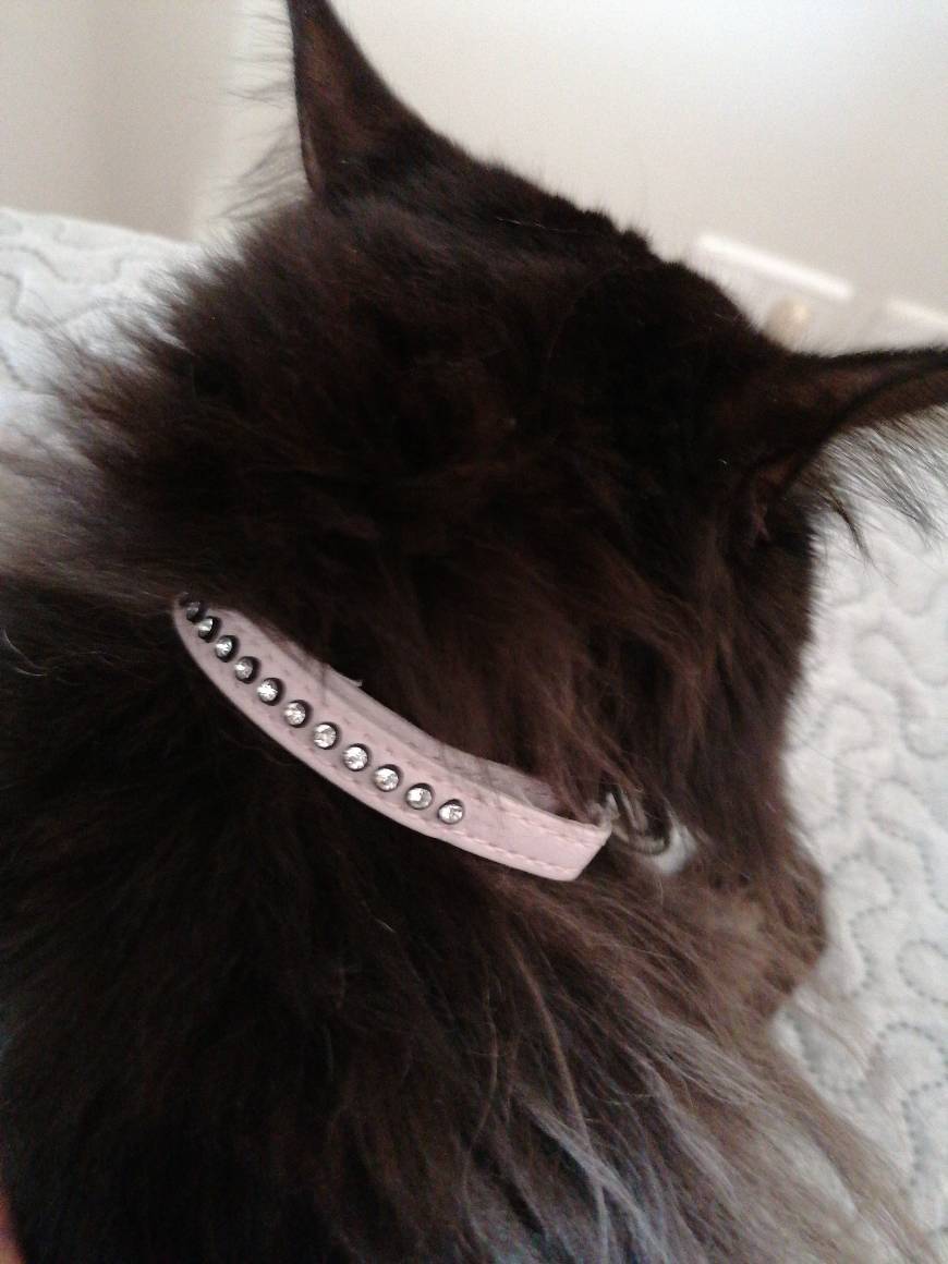 Lugar fafagogo2216gogo Collar De Perro Collares Para Perros Pequeños Accesorios Para Animales Retráctiles