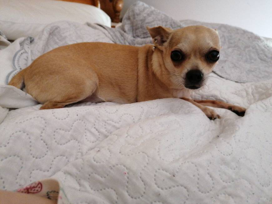 Social Habitdesign 006088BO - Cama con 4 cajones para somier 150 x 190