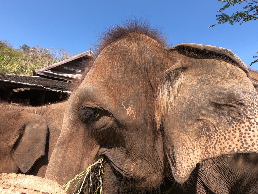 Place Elephant EcoValley