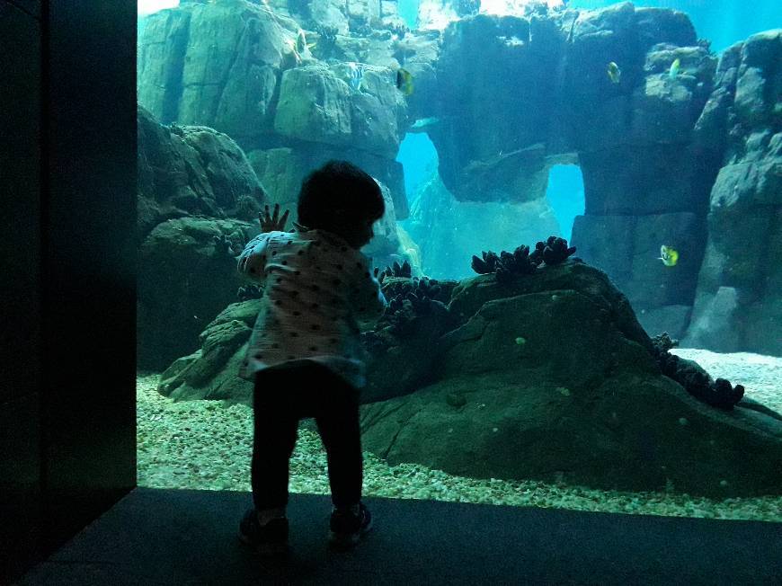 Lugar Oceanario de Lisboa