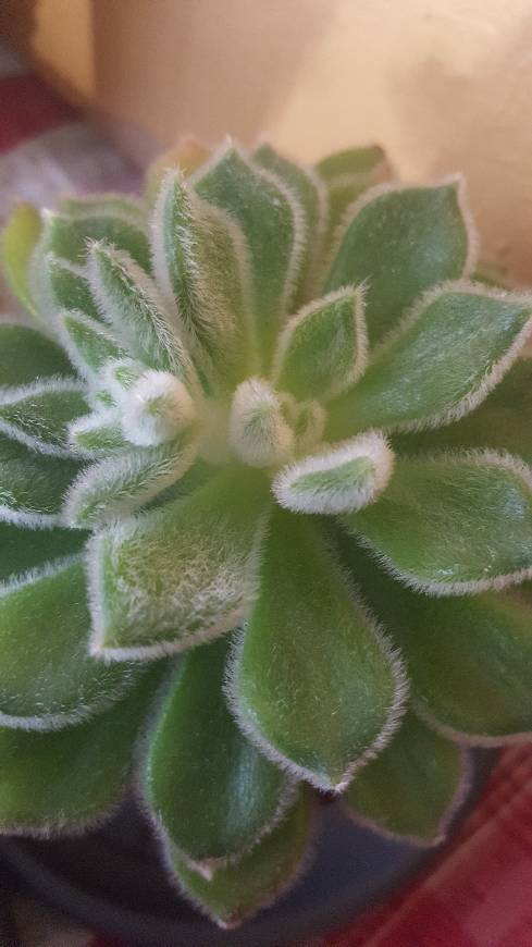 Product Suculenta Echeveria