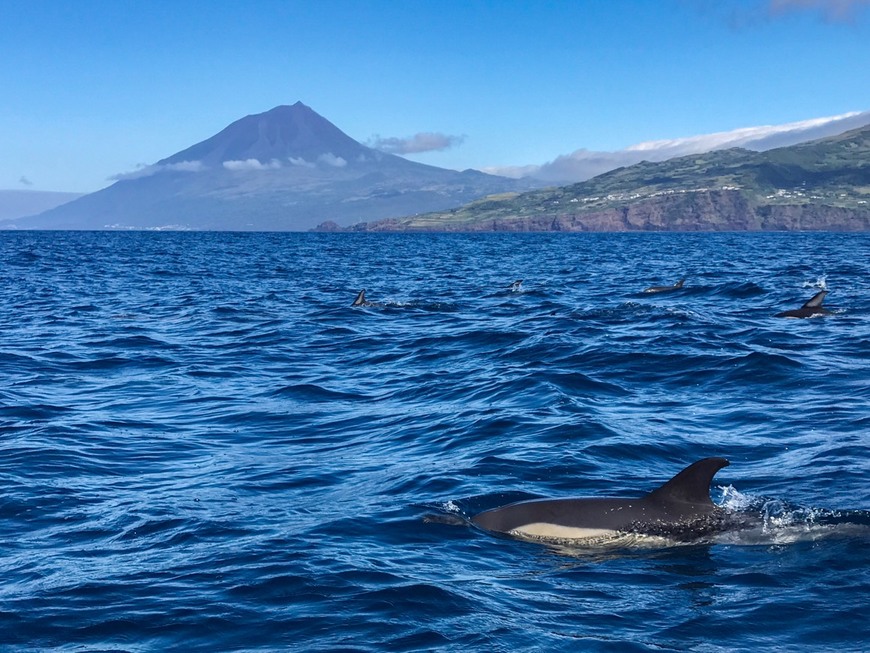 Place Ilha do Pico