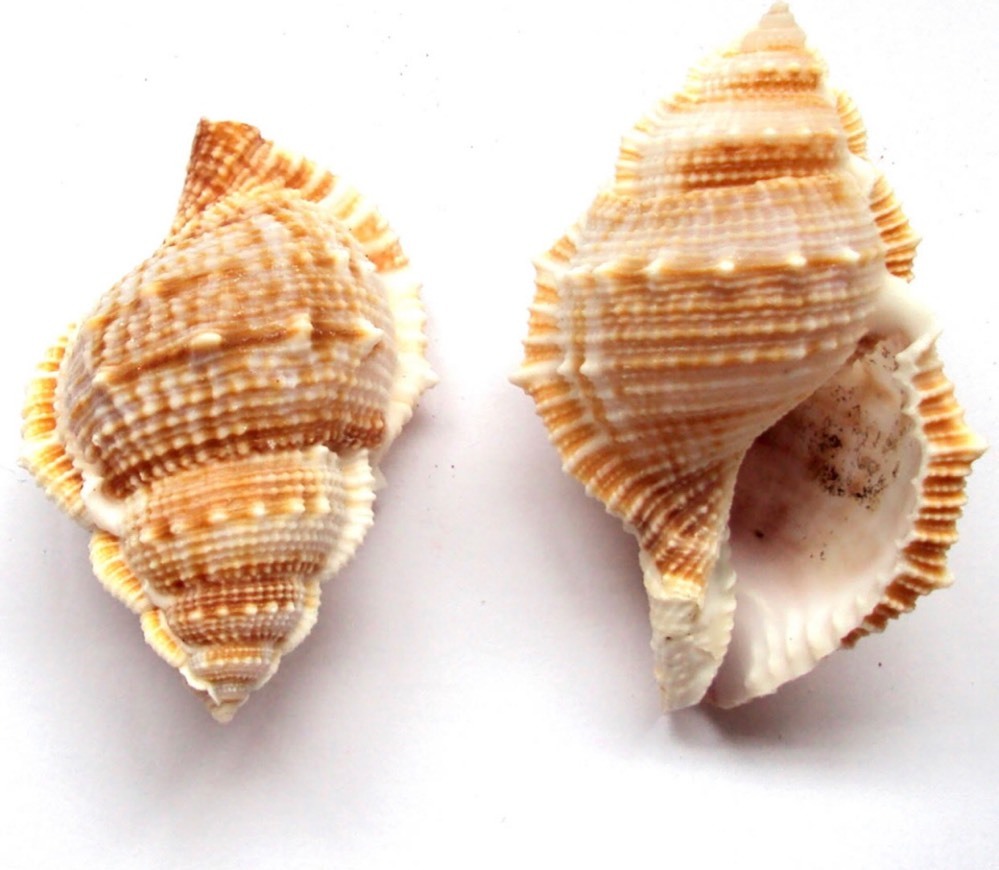 Búzios 