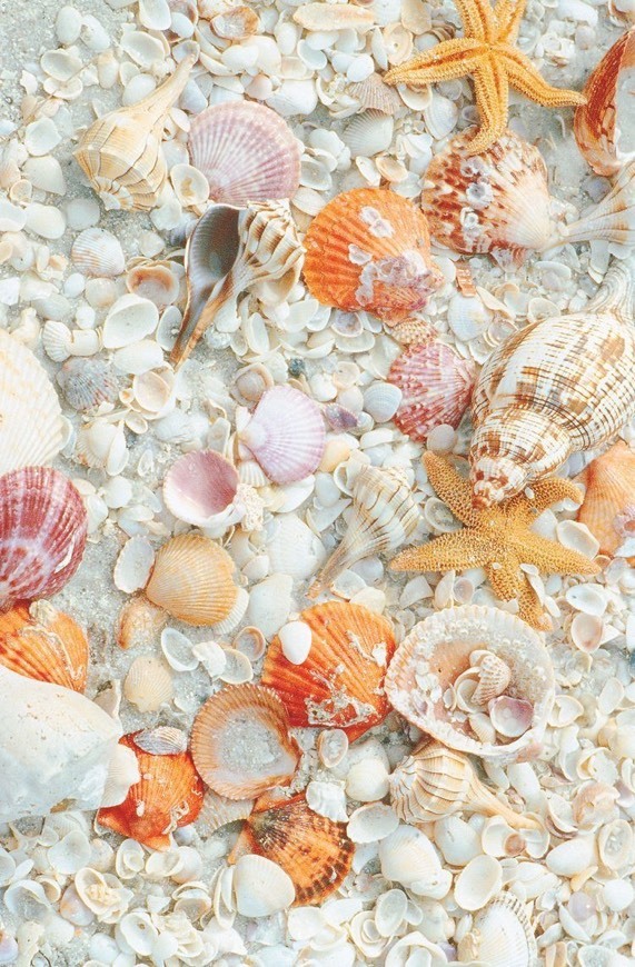 Búzios 