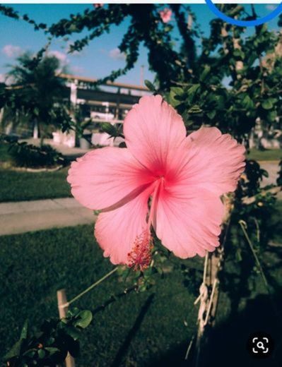 Mi já flor preferida - Pinterest