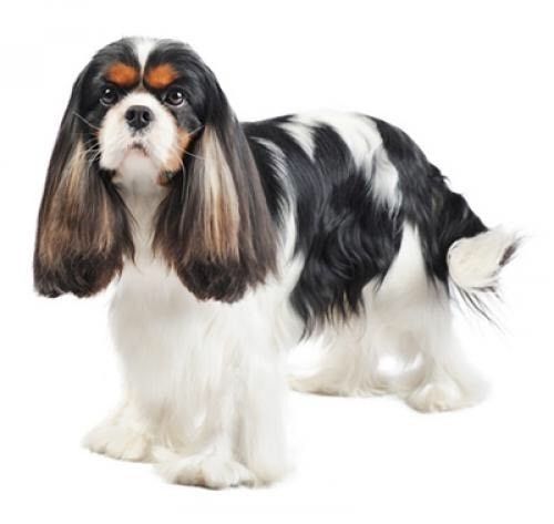 Cavalier king charles