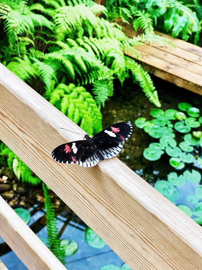 Place Borboletário tropical