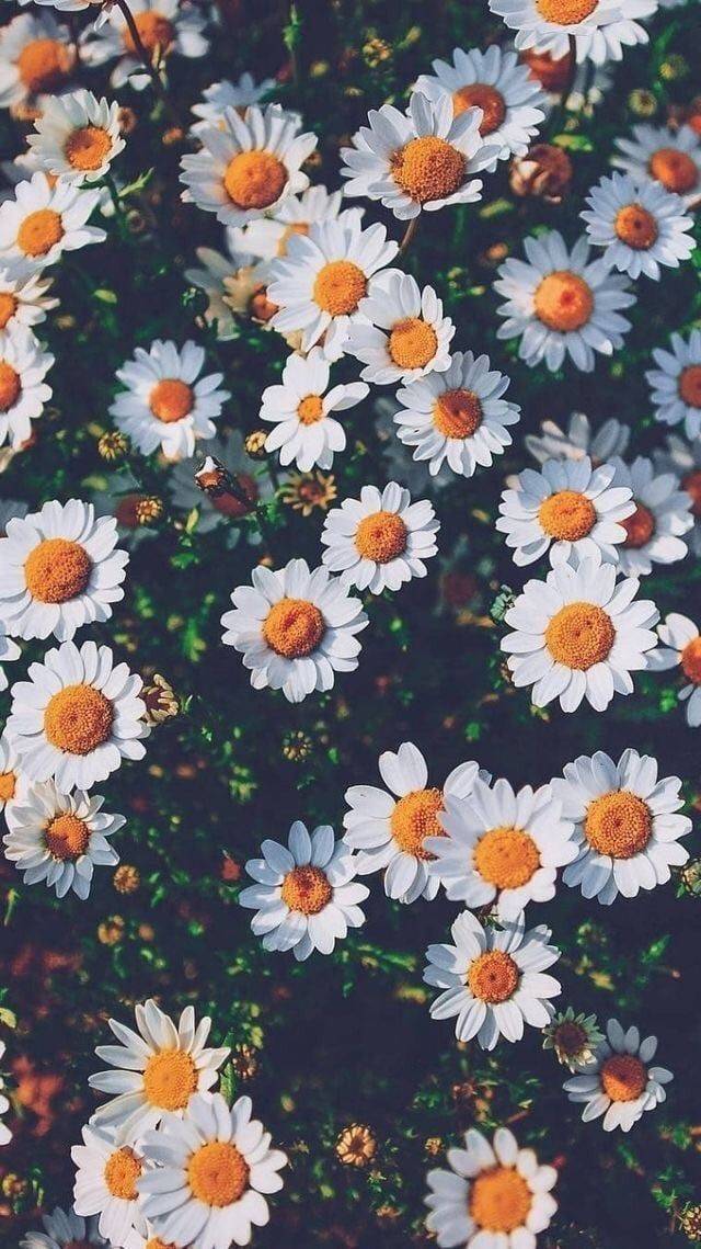 Flor