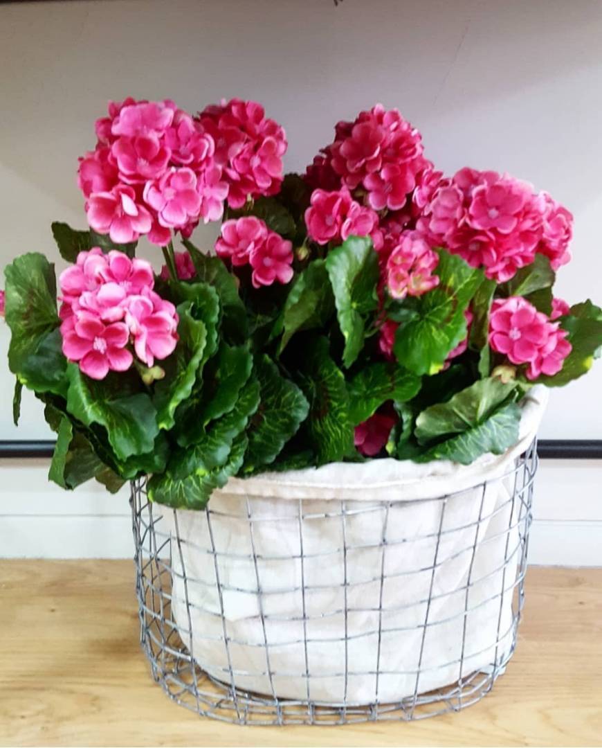 Social Sardinheiras rosa 